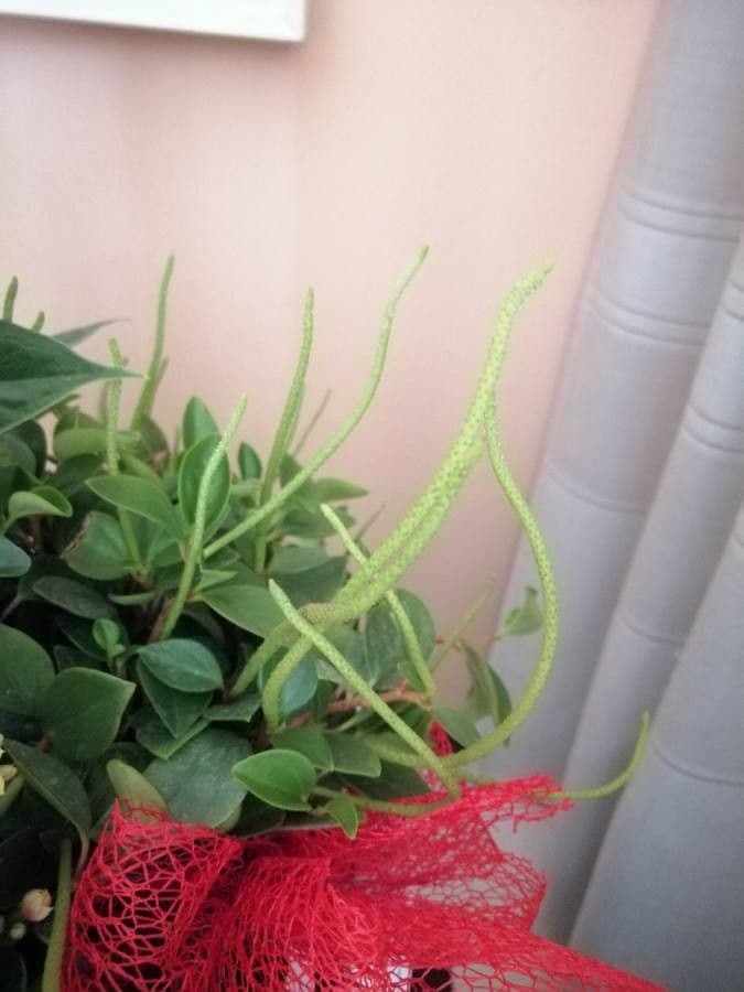 Peperomia 5