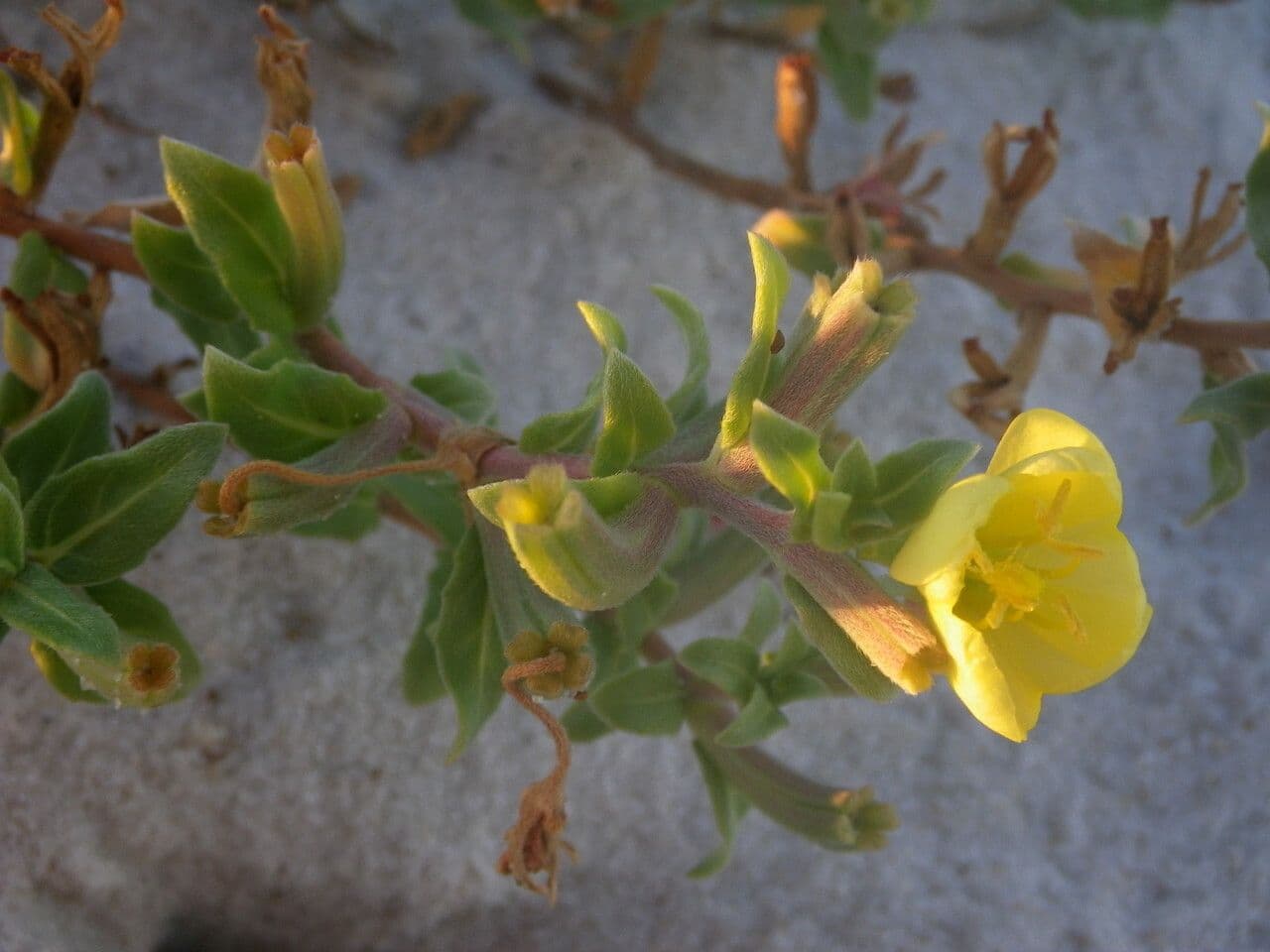Enagra