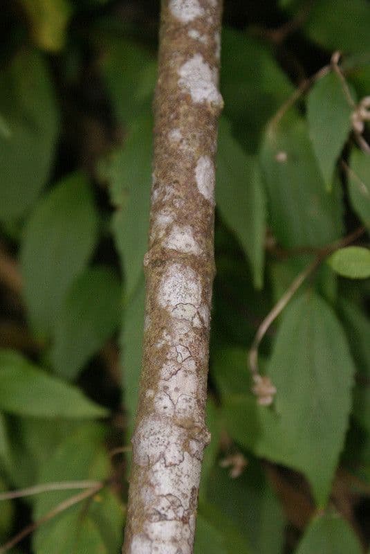 Ortica falsa pendula 22