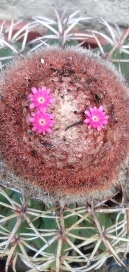 Melocactus 3