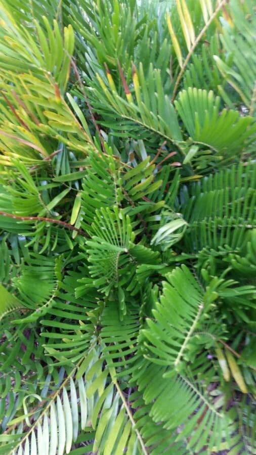 Zamia 17