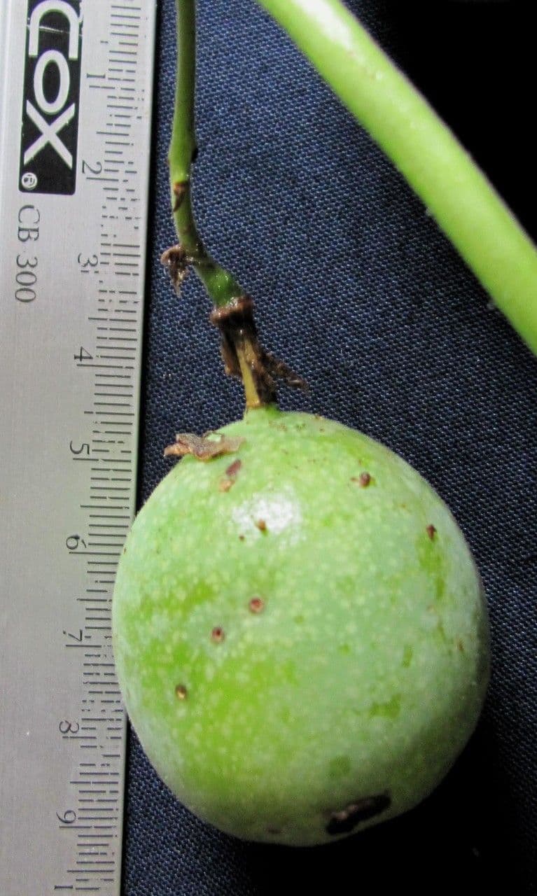 Passiflora 5