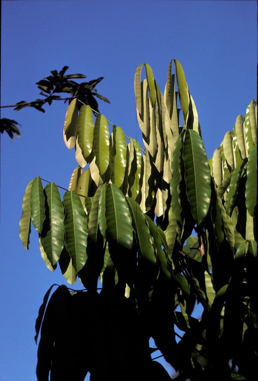 Carapa 5