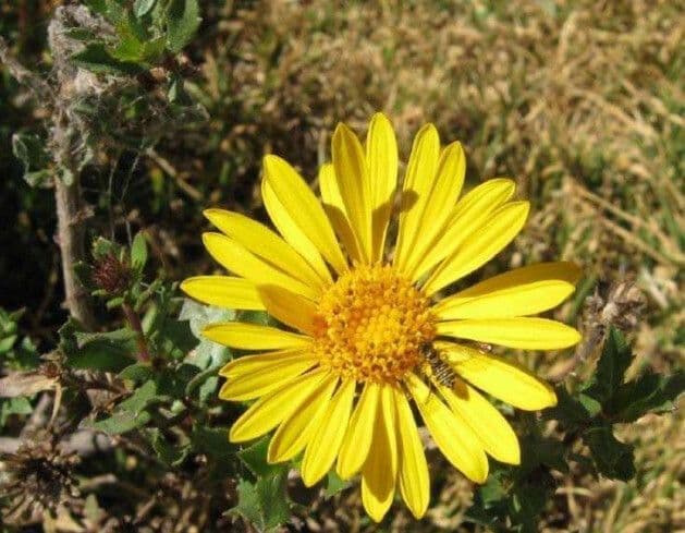 Grindelia 4