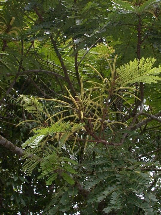 Stryphnodendron 23