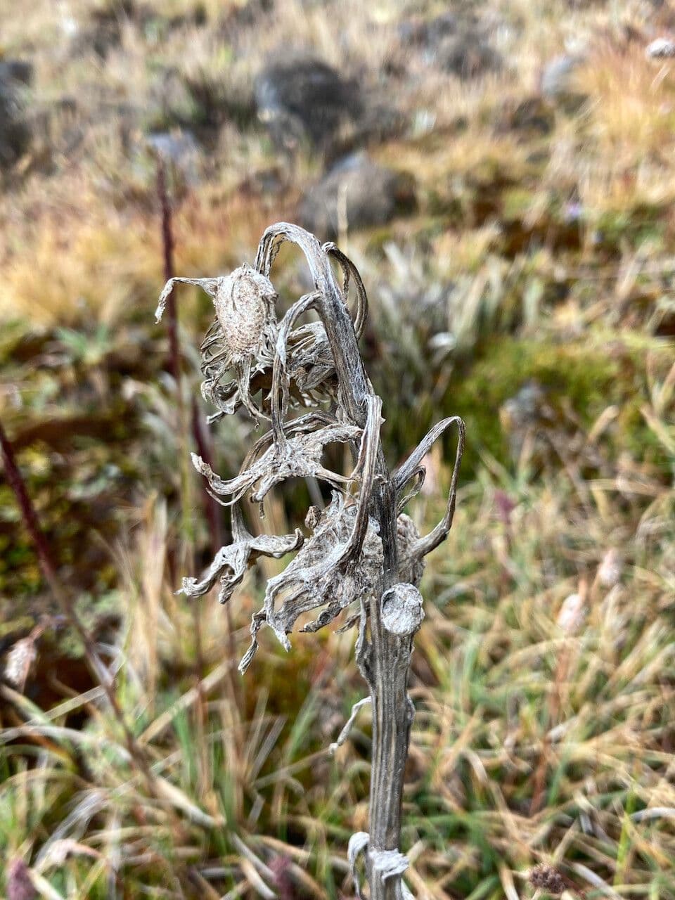 Senecio 4