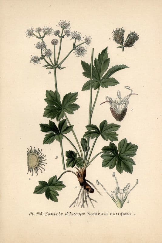 Sanicola 27