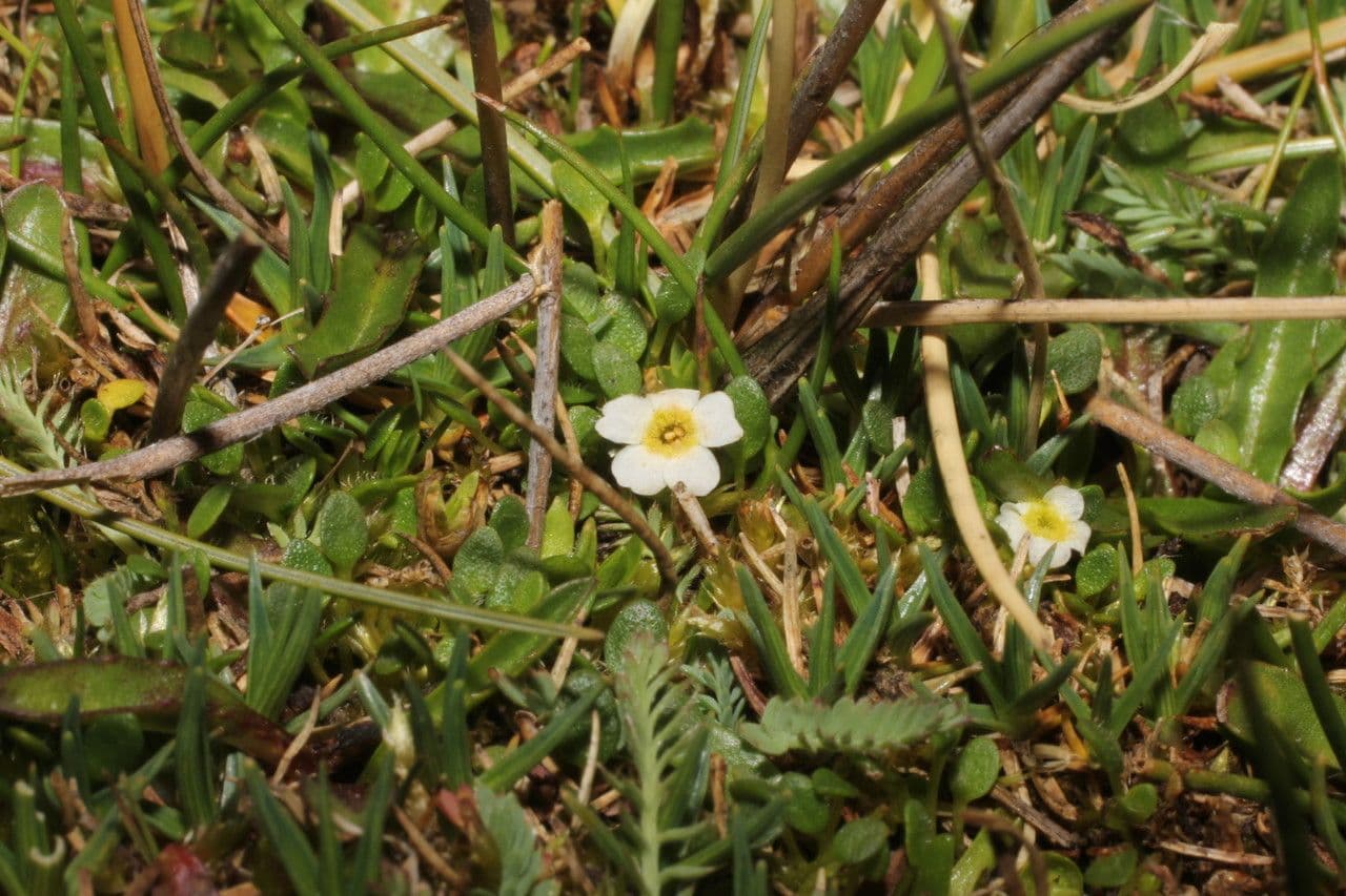 Ourisia 9