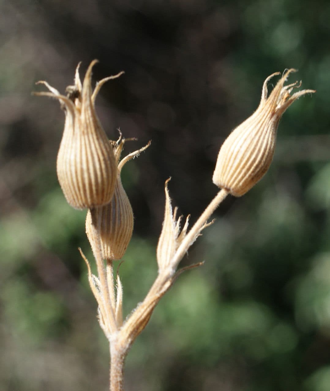 Silene conica 4