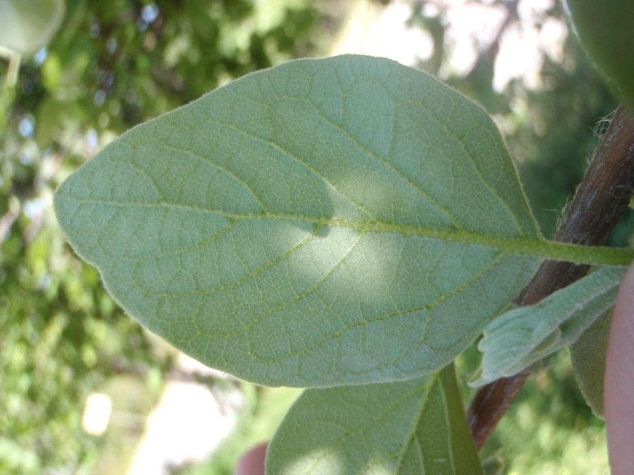 Styrax officinalis 17