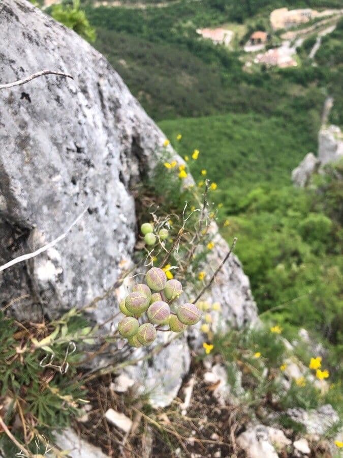 Alyssoides utriculata 19