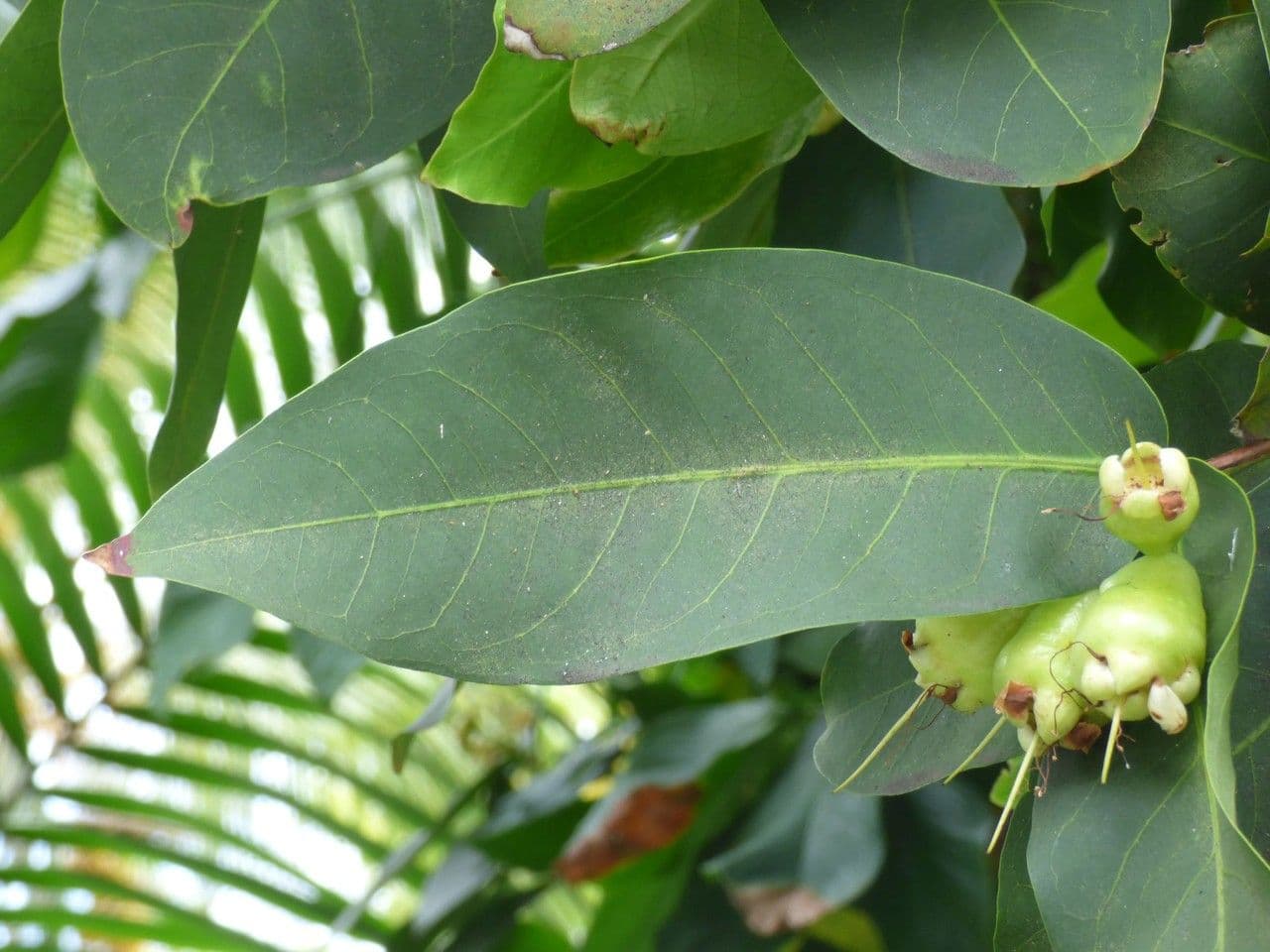 Pommier de Java 16