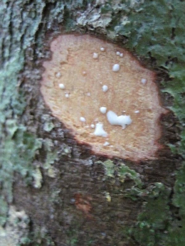 Brosimum rubescens 15