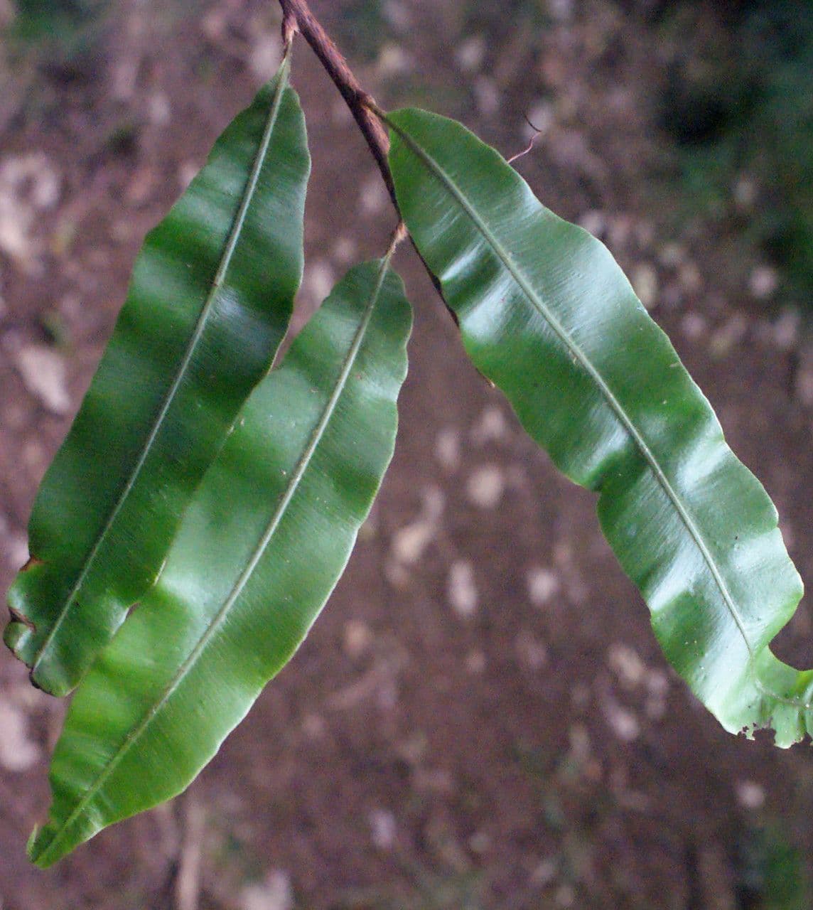 Oleandra distenta 8