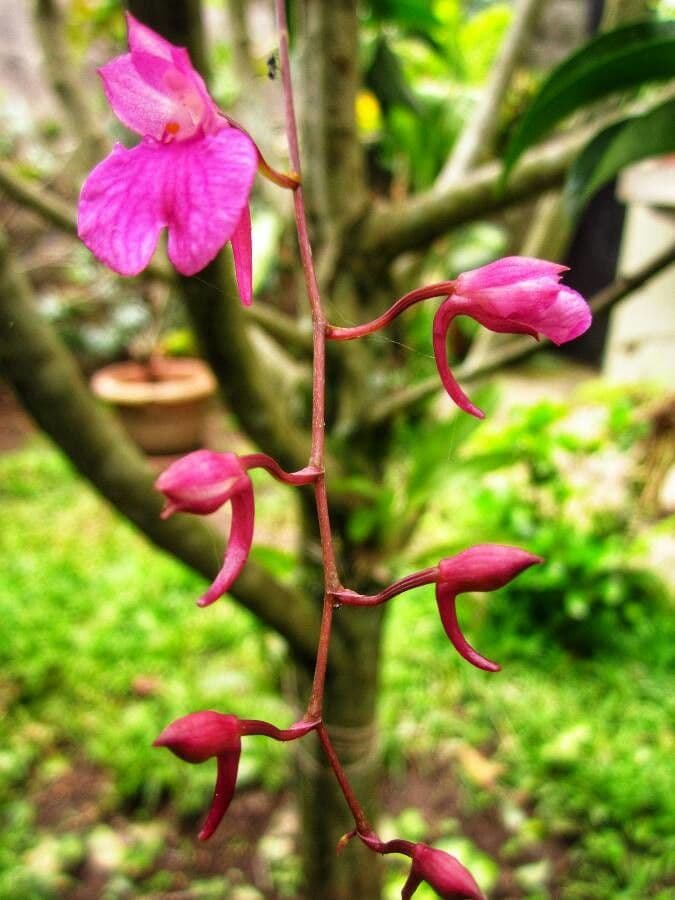 Orquídea caracol 8
