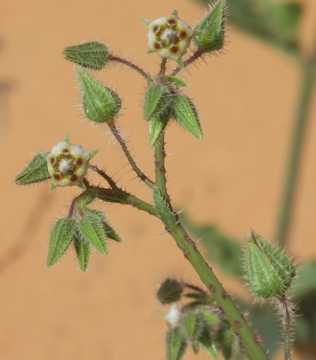 Trichodesma 18