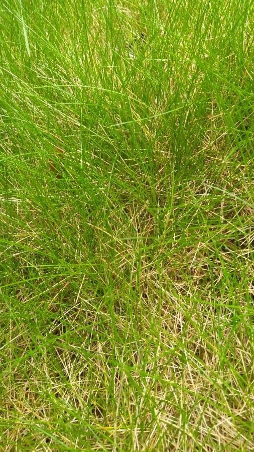Festuca gautieri 15