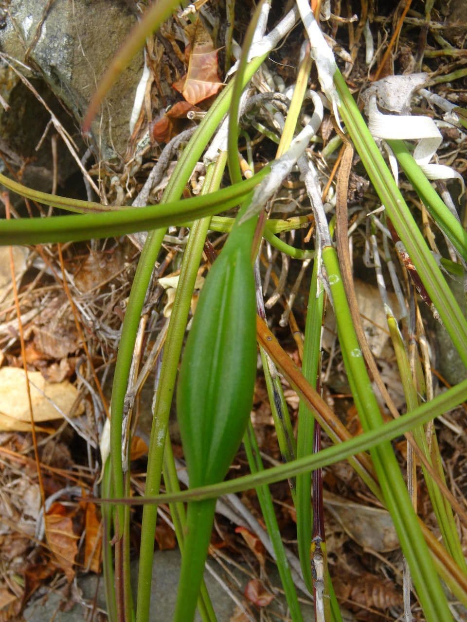 Brassavola 3