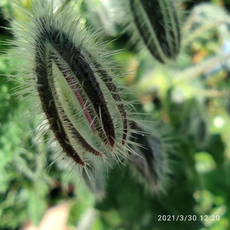 Borragine 27