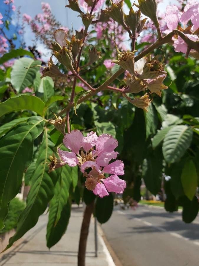 Lagerstroemia splendide 10
