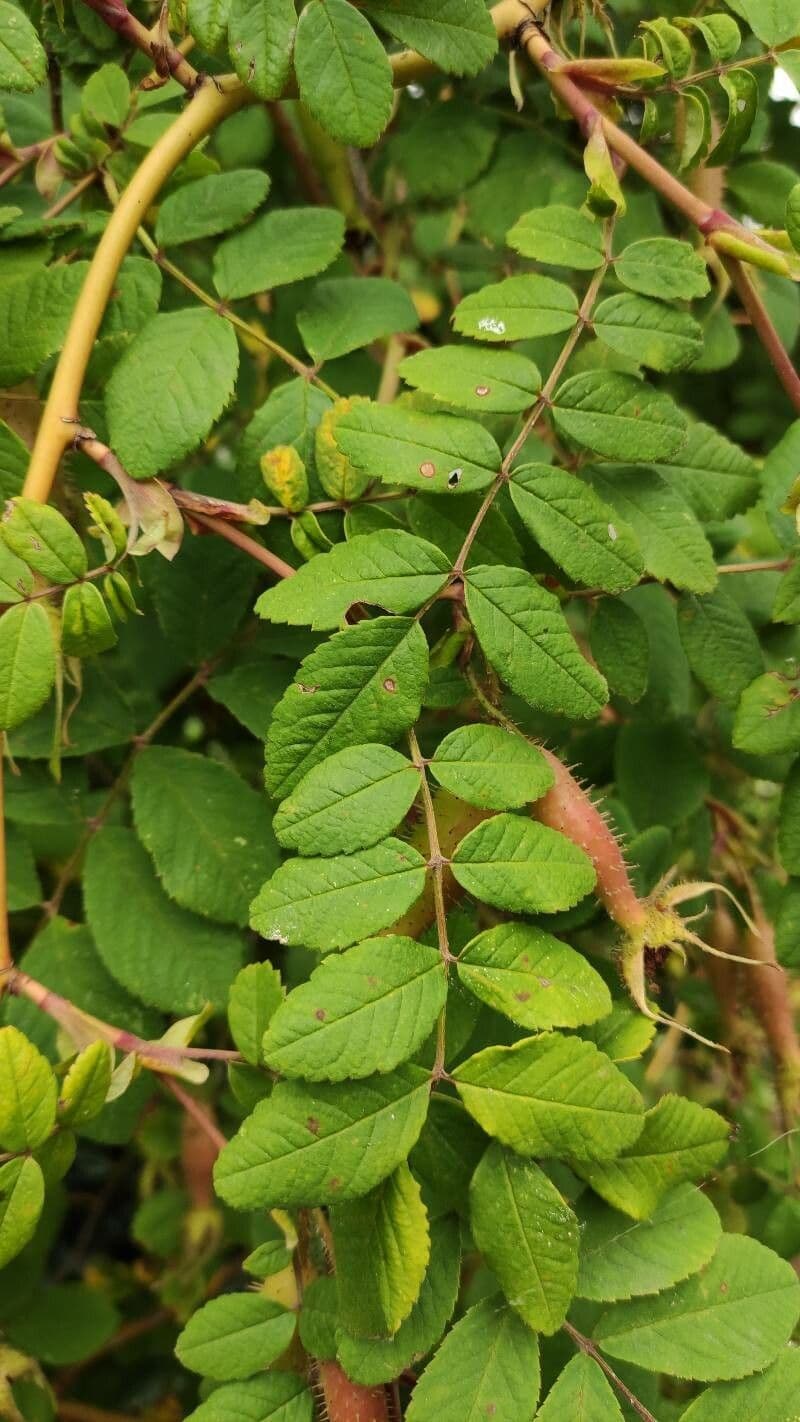Rosa 11