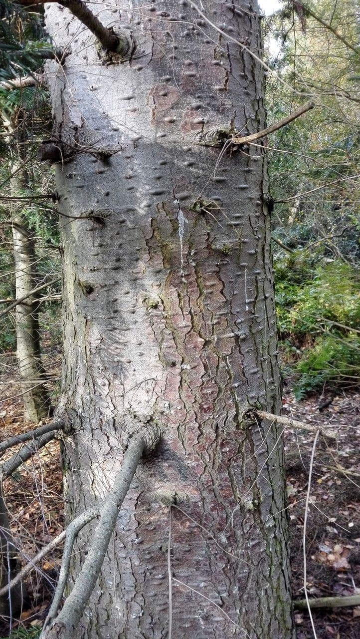 Sapin géant 18