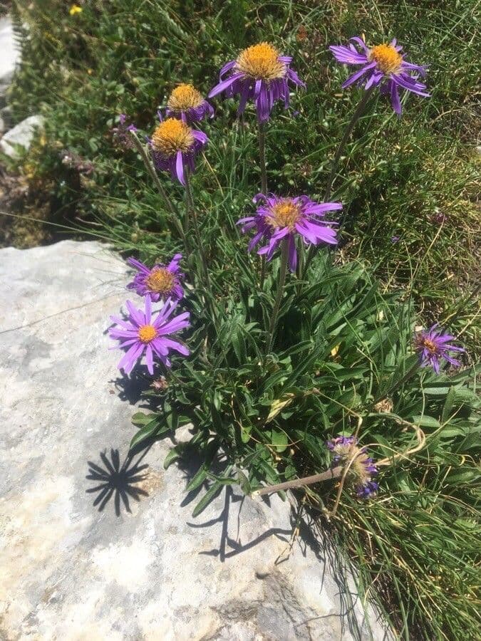 Alpen-Aster 9