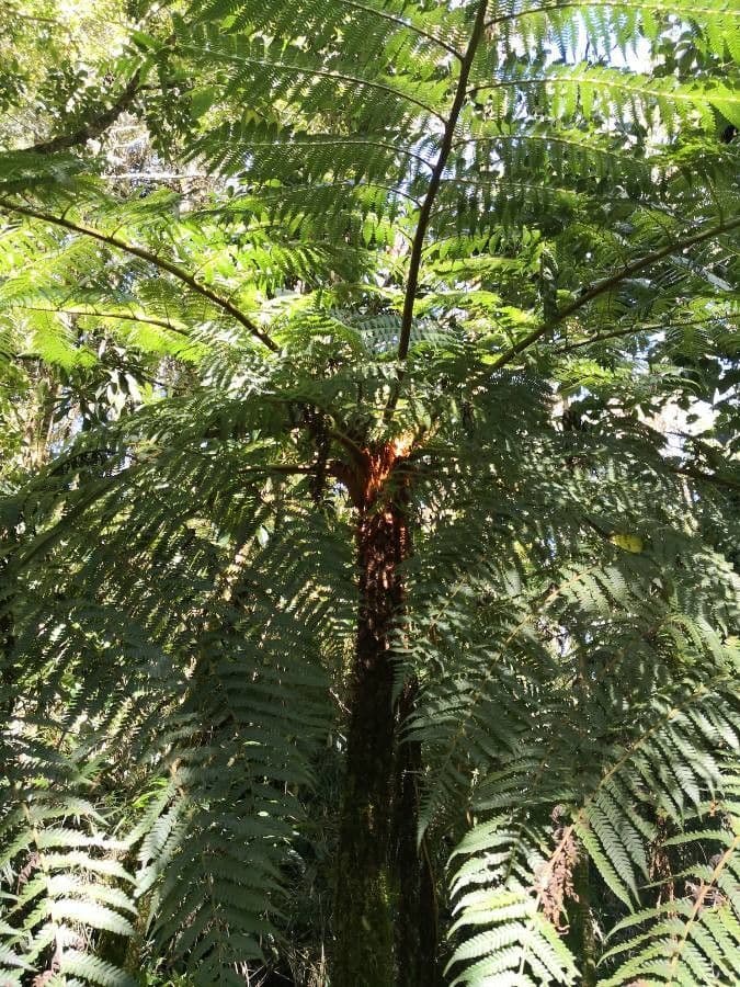 Cyathea multiflora 10