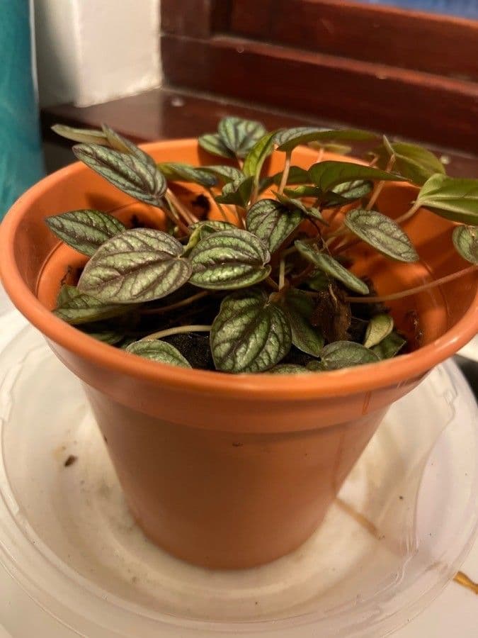 Peperomia a strisce bianche 13