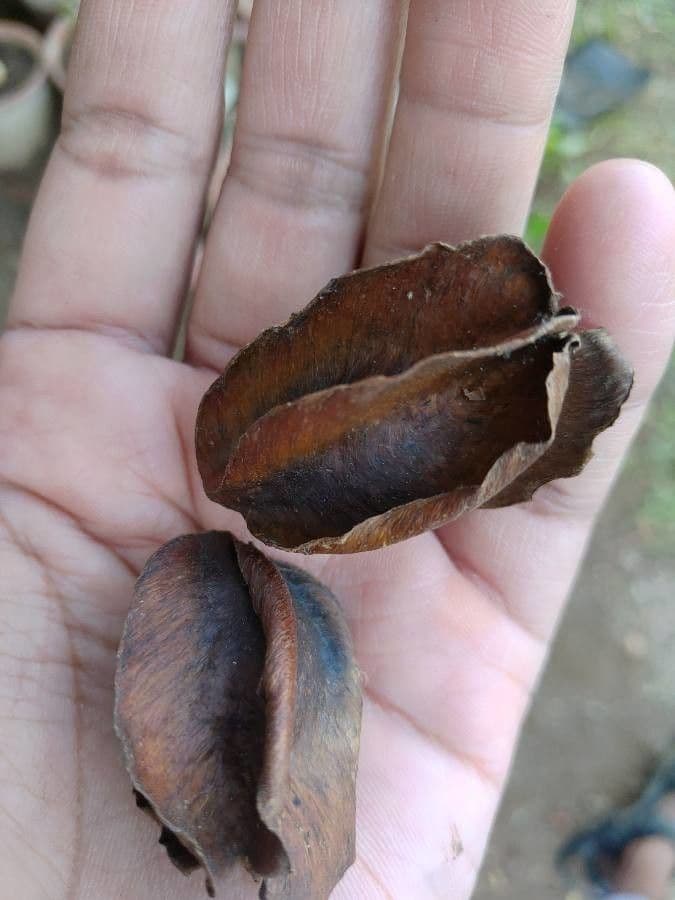 Terminalia arjuna