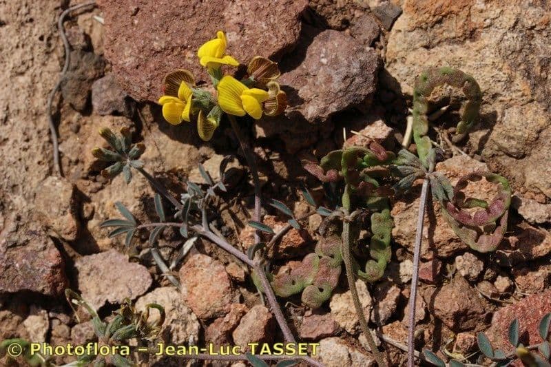 Hippocrepis 13
