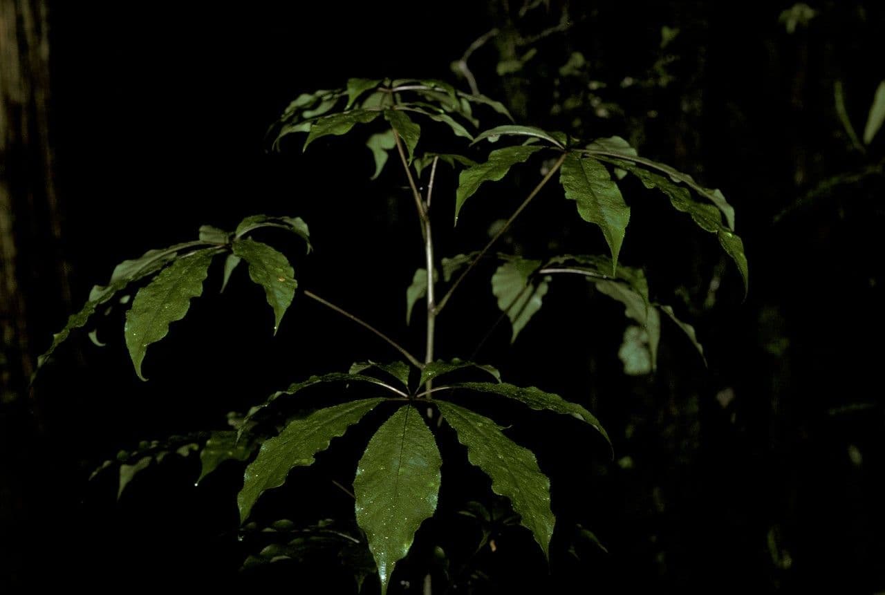 Schefflera digitata