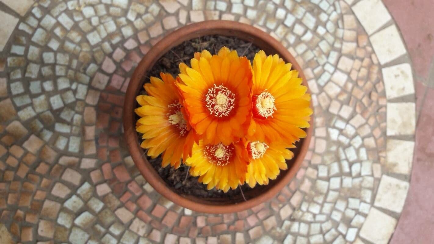 Parodia a semi piccoli