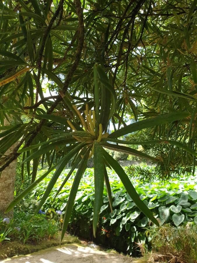 Podocarpus macrophyllus 6