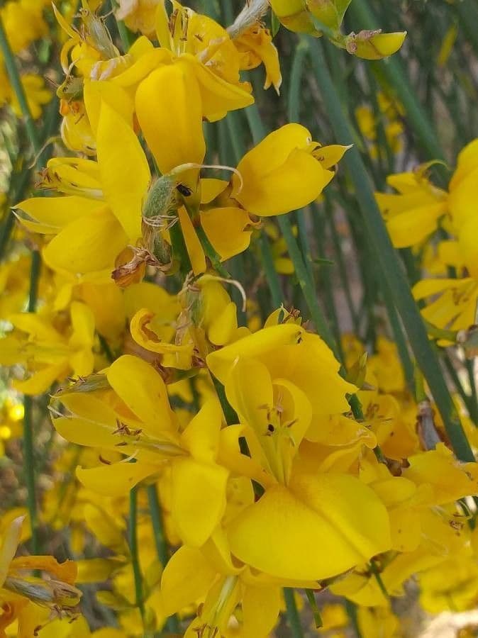 Ginestra odorosa 10