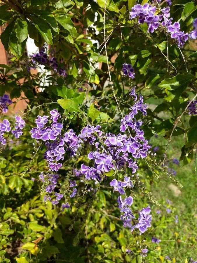 Duranta erecta 15