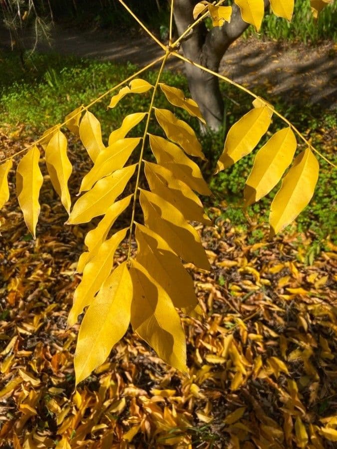 Sapindus indiano 7