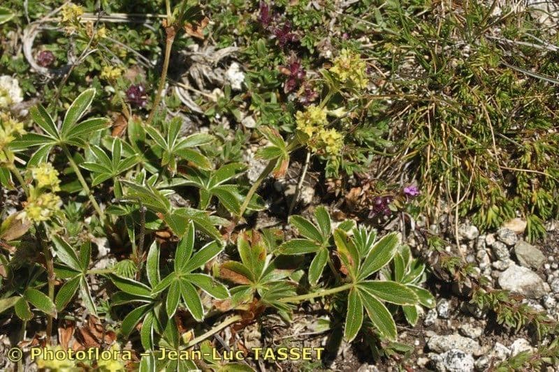 Alchemilla transiens 7
