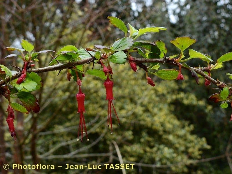 Fuchsiöse johannisbeere 25