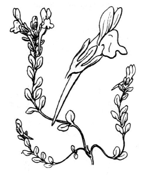 Linaria gialla 9