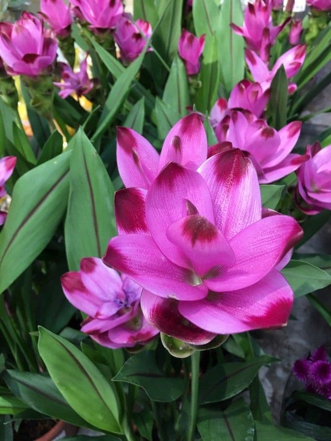 Siam-Tulpe 4
