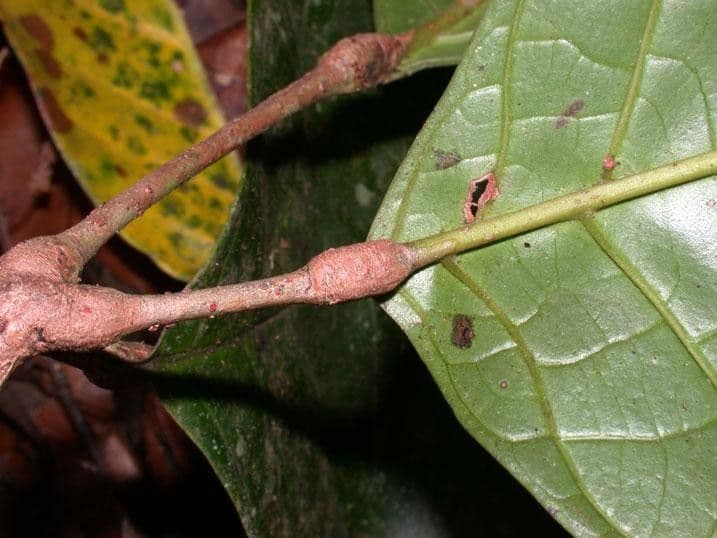 Callichlamys 17