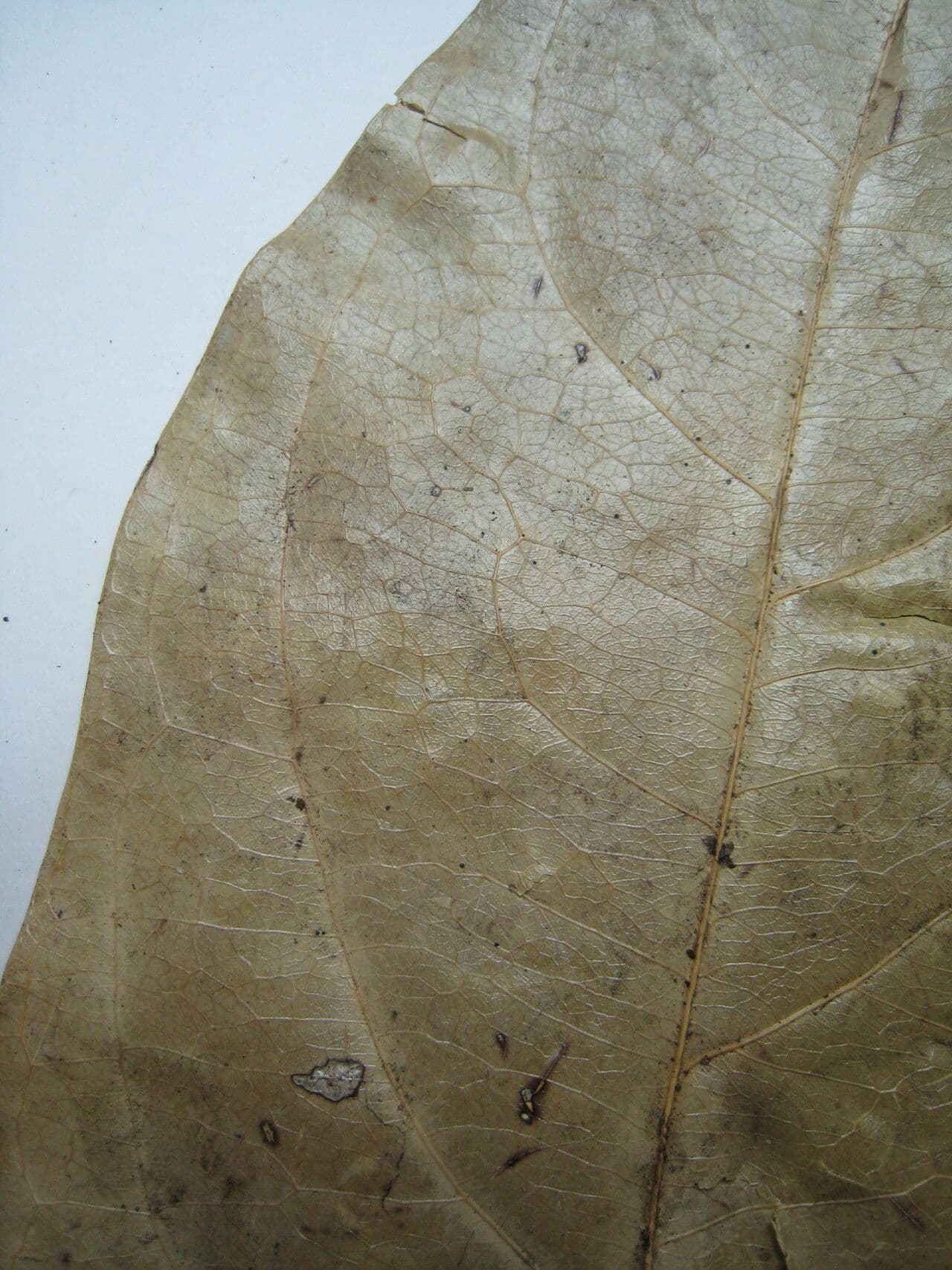 Hylenaea