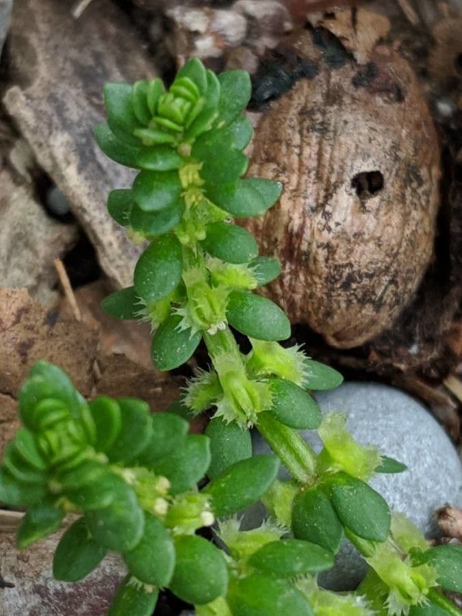 Valantia muralis 6