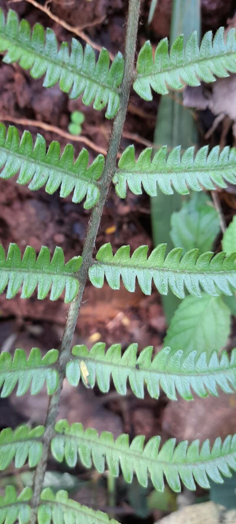 Thelypteris 3