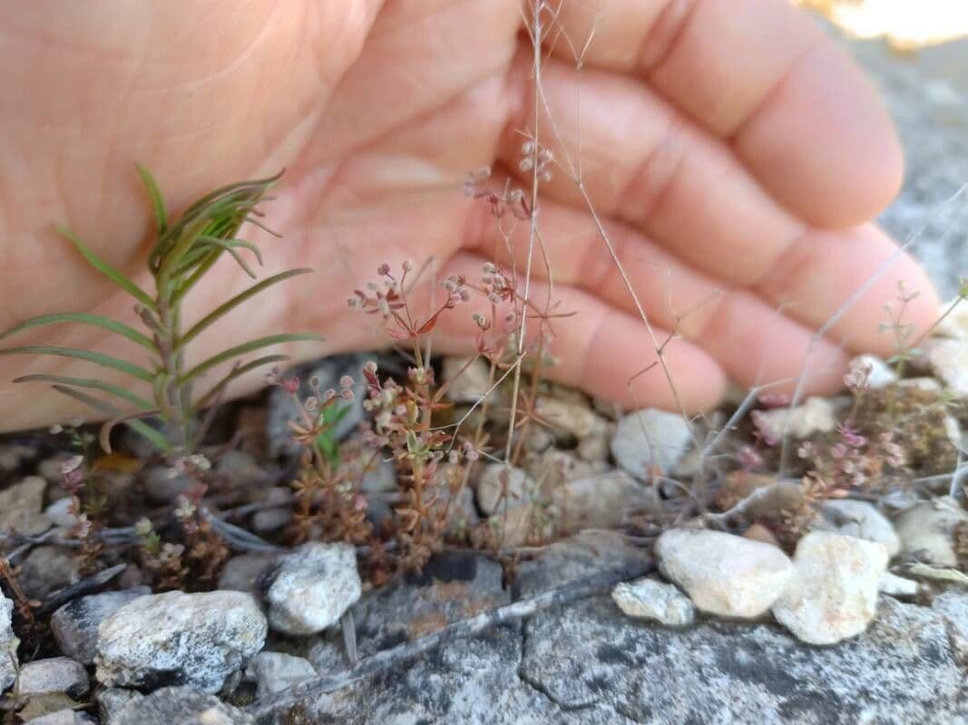 Rubiacea 10