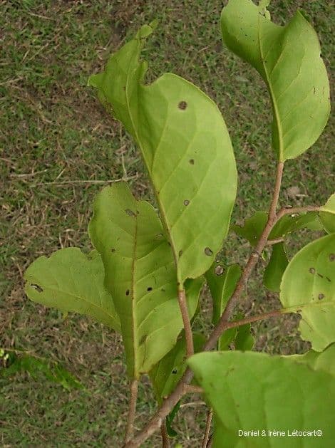 Geijera 8