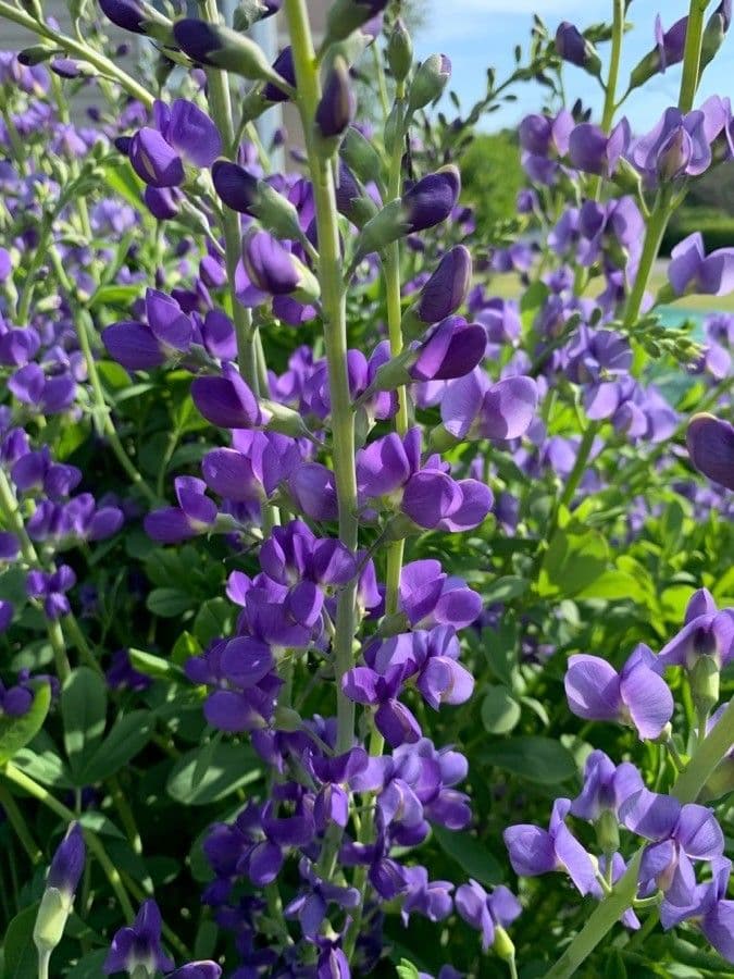 Baptisia 10