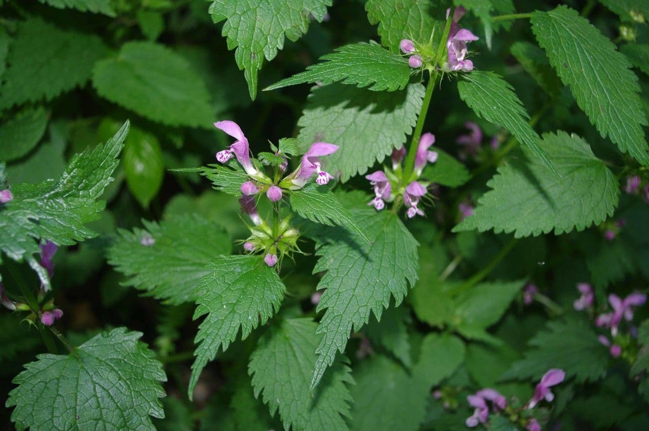 Falsa ortica macchiata 26
