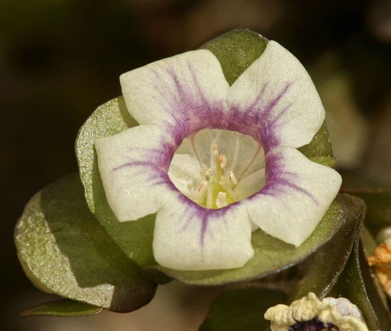 Tricardia 2